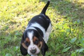 Magnifique chiot BASSET , Montreal