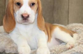  Magnifique chiot Beagle femelle, Quebec City
