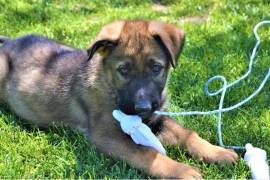 Magnifiques chiots Berger Allemand, Quebec City