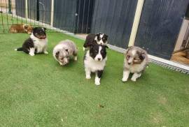  Chiot de type BERGER DES SHETLAND FEMELLE , Quebec City