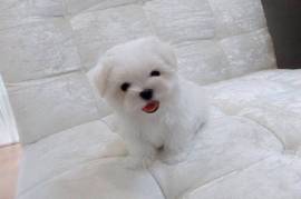  Recherchons une familles pour notre Bichon , Quebec City