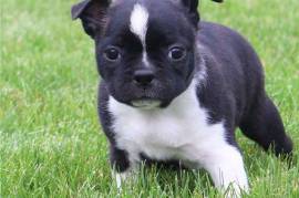  Chiot Boston Terrier Femelle, Quebec City