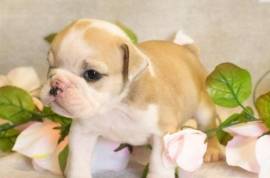  Adorable Chiot Bouledogue Femelle, Quebec City