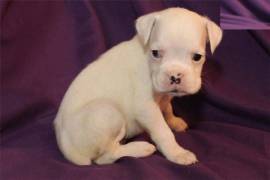 Adorables chiots de race boxer , Quebec City