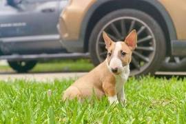  chiot de type BULL TERRIER FEMELLE , Quebec City