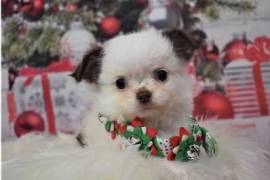  Chiot chihuahua femelle inscrit Lof, Quebec City