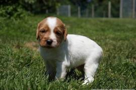 chiot de type EPAGNEUL FEMELLE    , Montreal