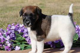 chiot de type FOX TERRIER FEMELLE    , Quebec City