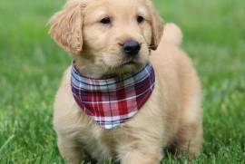  Chiot Golden Retriever  male et femelle, Quebec City