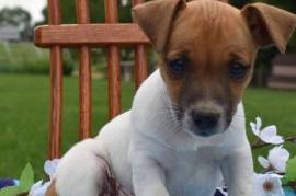  Magnifique chiot Jack Russell femelle, quebec