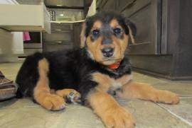 chiot de type AIRDELA TERRIER FEMELLE , Quebec City