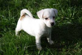 Chiot Jack Russell, CHAMBLY