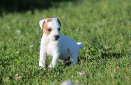 Chiot Jack Russell, CHAMBLY