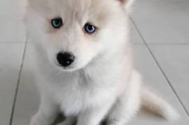 Mignone Chiot Pomsky femelle., Québec
