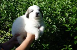 Magnifique Chiot Montagne des Pyrenees, Toronto