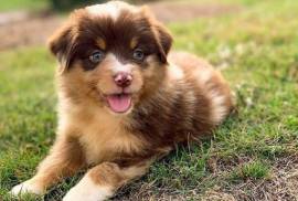 Chiot Berger Australien FEMELLE Non LOF, Toronto