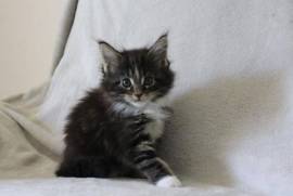 Chaton Maine Coon Femelle, Toronto