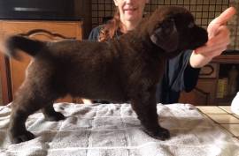 Chiot Labrador Retriever femelle, Toronto