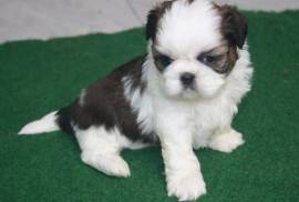 Chiot Shih Tzu femelle, Toronto