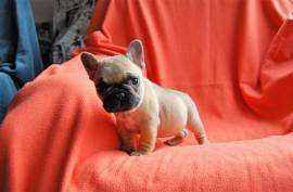 chiot type Bouledogue français, Toronto