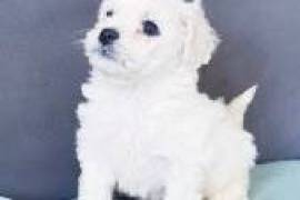 Chiot bichon maltais non lof a ceder, Lac Brome
