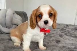 Chiot Cavalier King Charles femelle à Donner, shawinigan 