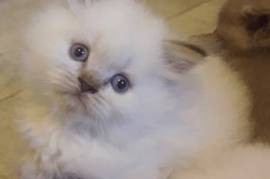 Chaton British Longhair non lof, Trois-Rivieres