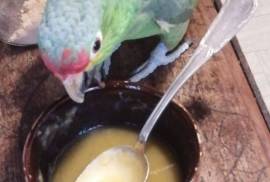 Perroquet amazone femelle à front rouge, Sherbrooke 