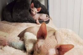 Chaton Sphynx, Le Pré-Saint-Gervais