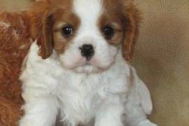 Adorables Chiots Cavaliers King Charles, Drummondville