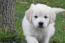 Chiots Golden Retriever Pure Race, Vaudreuil-dorion