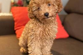 Jolie Chiot Caniche Toy femelle., Québec