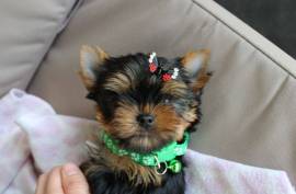 Vend chiot yorkshire terrier CKC, Le Pré-Saint-Gervais