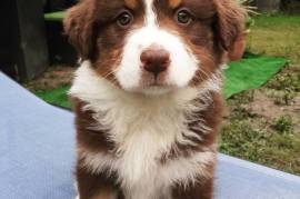 Très Jolie chiot Berger Australien Rouge Tricolore, Québec