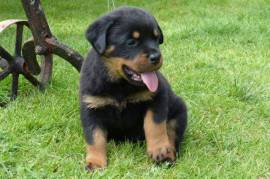 Chiot Rottweiler Race Pure, Le Pré-Saint-Gervais