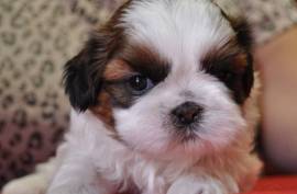 Chiot Shih Tzu, Surrey