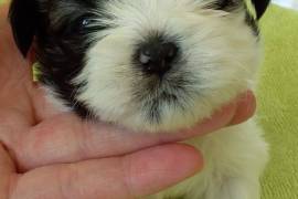 Chiot Shih Tzu, Le Pré-Saint-Gervais