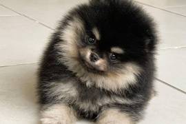 Adorable chiot Spitz nain Poméranien Femelle, Québec