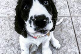 Très belle chiot Coker Anglais femelle de 3 mois., Montréal