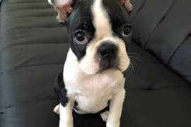 Adorable petite chiot Boston Terrier femelle, Montréal