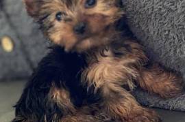  YORKSHIRE TERRIER, Quebec City