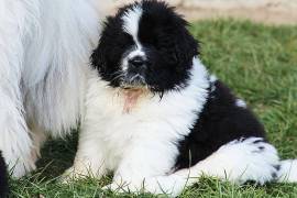  Magnifique chiots terre-neuve, Quebec City