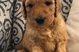   chiot de type SETTER ANGLAIS FEMELLE   , Quebec City