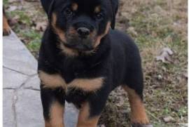  Magnifique Chiot rottweiler Femelle , Quebec City