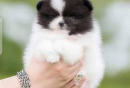  chiot de type POMERANIEN FEMELLE    , Quebec City
