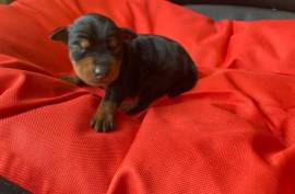  chiot de type PINSCHER FEMELLE    , Quebec City