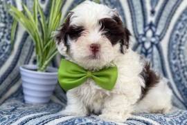 chiot de type LHASA APSO FEMELLE, Quebec City