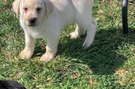 Chiots labrador , Quebec City