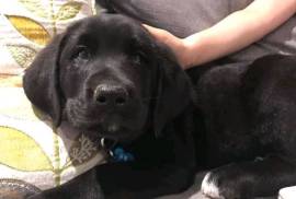  chiot de type LABERNOIS FEMELLE    , Quebec City