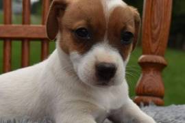  Magnifique chiot Jack Russell femelle., Quebec City